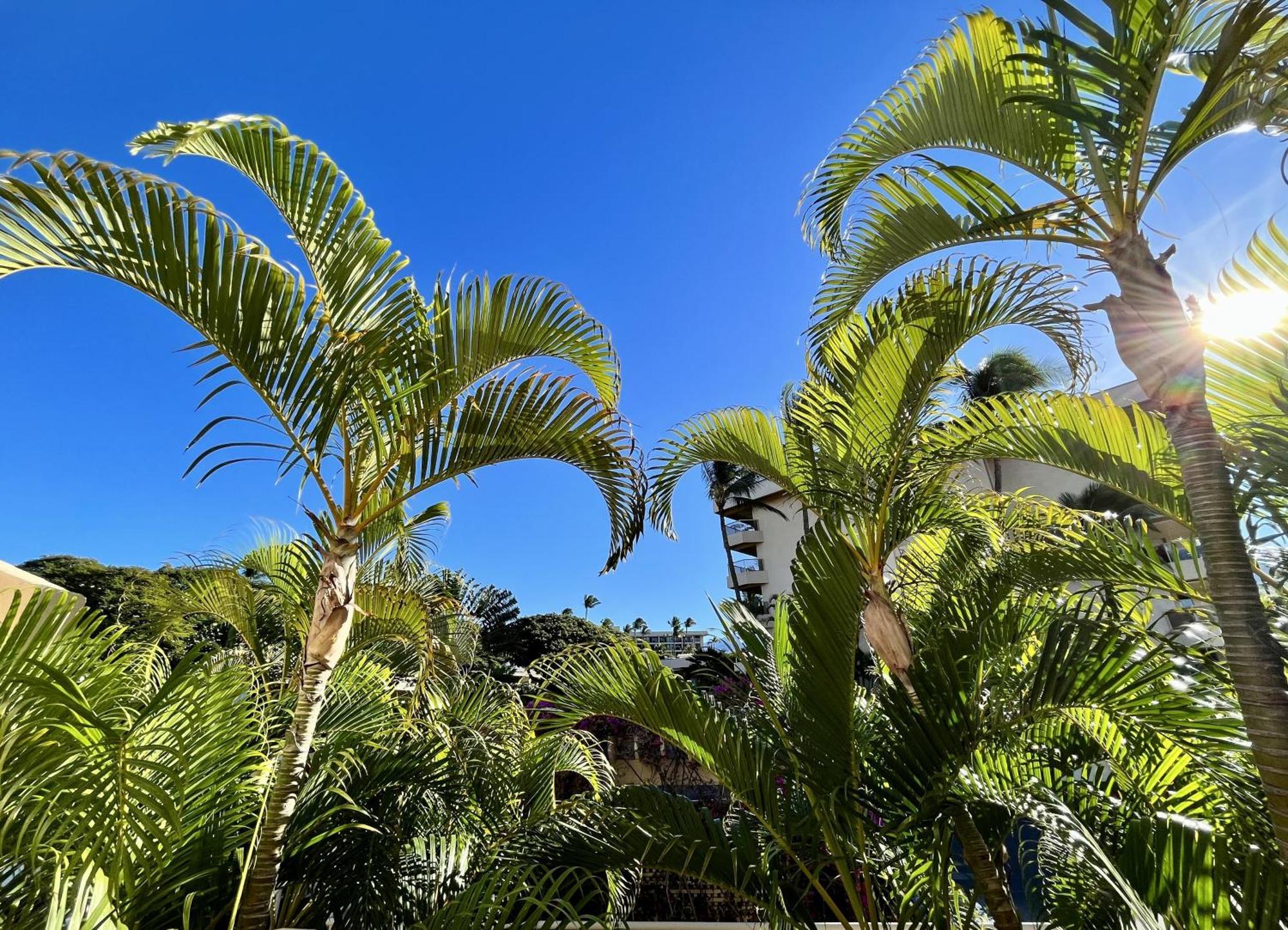 Villa Maui Banyan à Wailea  Chambre photo